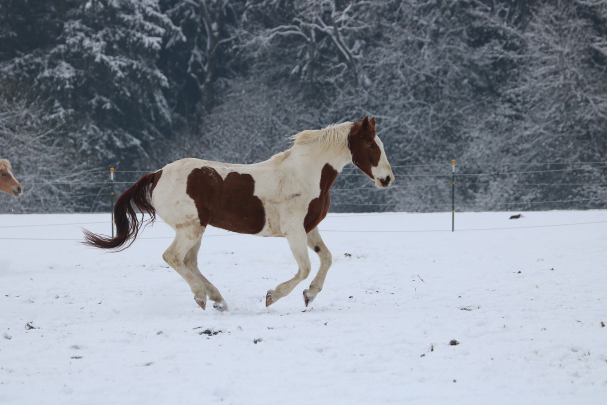 galoppierendes Pferd im Schnee