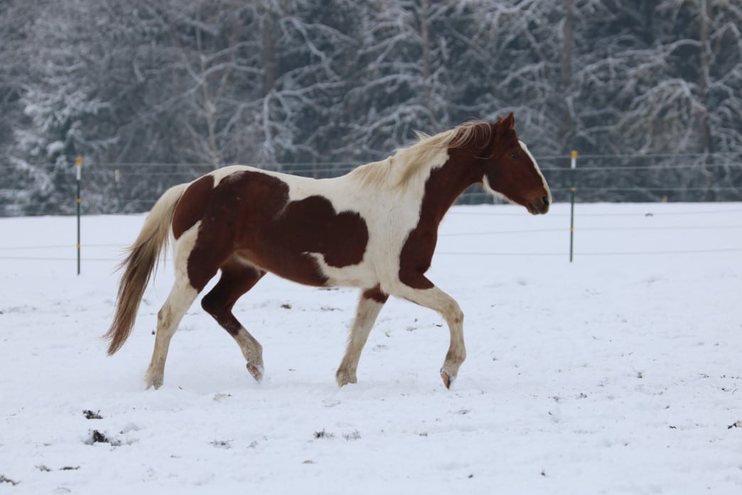 trabendes Pferd im Schnee