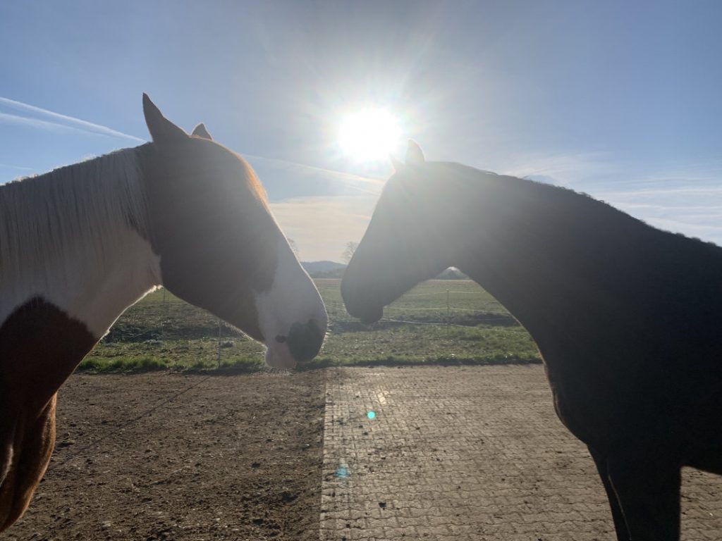 zwei Pferde im Gegenlicht