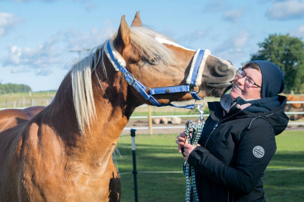 Haflinger Momo, der seiner Besitzerin, die lacht, mit den Lippen an der Backe berührt.