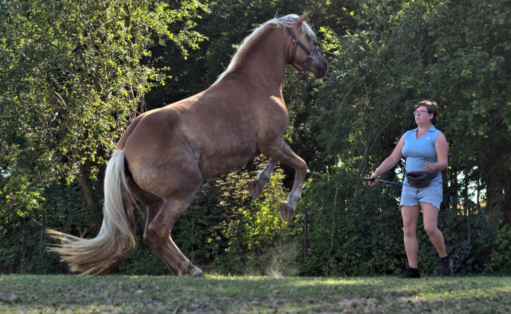 steigender haflinger und eine Frau
