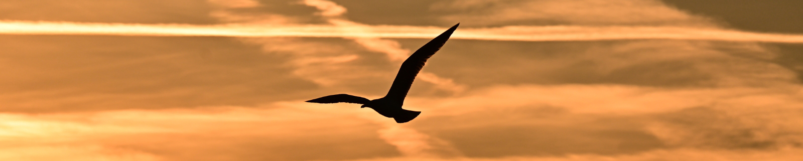 Fliegende Möwe im roten Abendhimmel.